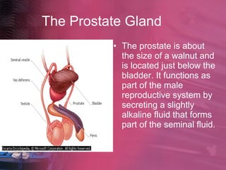 The Prostate Gland The prostate is about the size of a walnut and is located just below the bladder. It functions as part of the male reproductive system by secreting a slightly alkaline fluid that forms part of the seminal fluid.  
