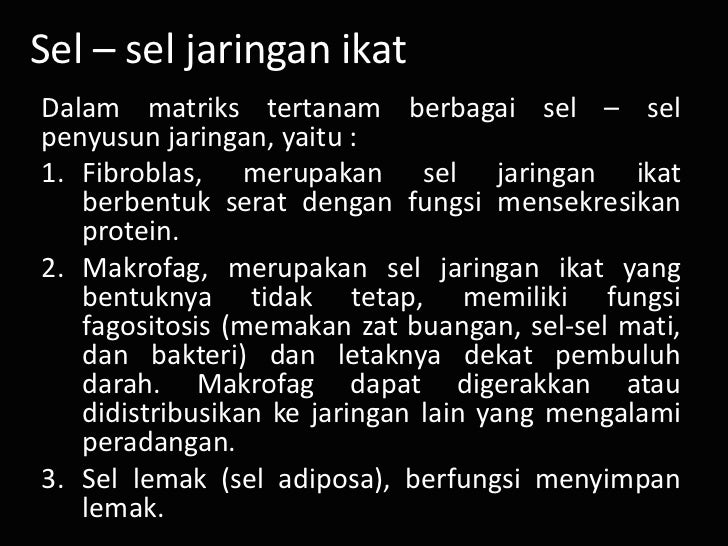 jaringan hewan animal tissue jaringan hewan animal tissue