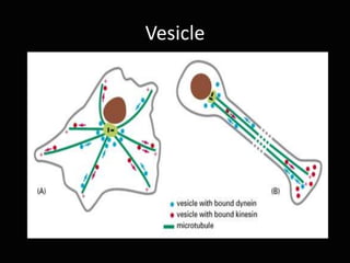 Vesicle With Ruler jaringan hewan (animal tissue) | PPTX