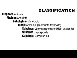CLASSIFICATION
Kingdom: Animalia
   Phylum: Chordata

           AMPHIBIANS
        Subphylum: Vertebrata
            Class: Amphibia (anamniote tetrapods)
                Subclass: Labyrinthodontia (earliest tetrapods)
             first terrestrial vertebrates
                Subclass: Lepospondyli
                Subclass: Lissamphibia
 