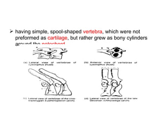  having simple, spool-shaped vertebra, which were not
  preformed as cartilage, but rather grew as bony cylinders
  around the notochord
 