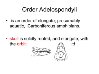 Order Adelospondyli
• is an order of elongate, presumably
  aquatic, Carboniferous amphibians.

• skull is solidly roofed, and elongate, with
  the orbits located very far forward
 
