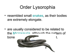 Order Lysorophia
• resembled small snakes, as their bodies
  are extremely elongate.

• are usually considered to be related to
  the Microsauria, although the pattern of
  bones of the skull is very different.
 