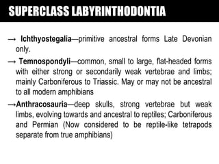 SUPERCLASS LABYRINTHODONTIA

→ Ichthyostegalia—primitive ancestral forms Late Devonian
 only.
→ Temnospondyli—common, small to large, flat-headed forms
 with either strong or secondarily weak vertebrae and limbs;
 mainly Carboniferous to Triassic. May or may not be ancestral
 to all modern amphibians
→Anthracosauria—deep skulls, strong vertebrae but weak
 limbs, evolving towards and ancestral to reptiles; Carboniferous
 and Permian (Now considered to be reptile-like tetrapods
 separate from true amphibians)
 