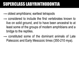 SUPERCLASS LABYRINTHODONTIA

→ oldest amphibians; earliest tetrapods
→ considered to include the first vertebrates known to
 live on solid ground, and to have been ancestral to at
 least some of the groups of modern amphibians and a
 bridge to the reptiles.
→ constituted some of the dominant animals of Late
 Paleozoic and Early Mesozoic times (350-210 mya).
 