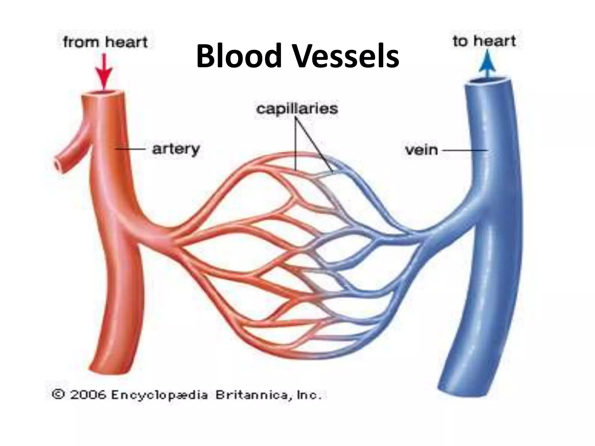 Blood Vessels
 