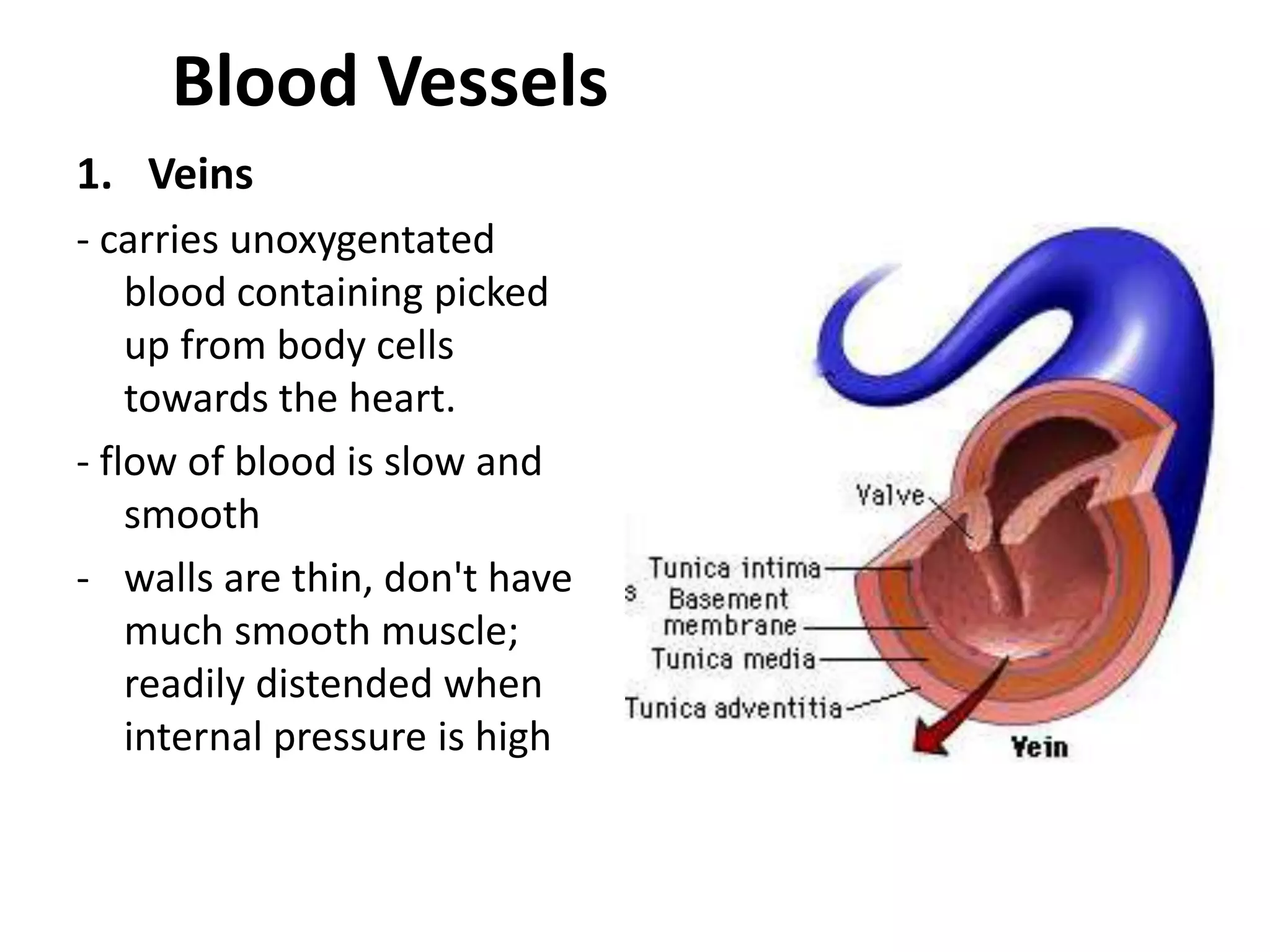 Blood Vessels
1. Veins
- carries unoxygentated
blood containing picked
up from body cells
towards the heart.
- flow of blood is slow and
smooth
- walls are thin, don't have
much smooth muscle;
readily distended when
internal pressure is high
 