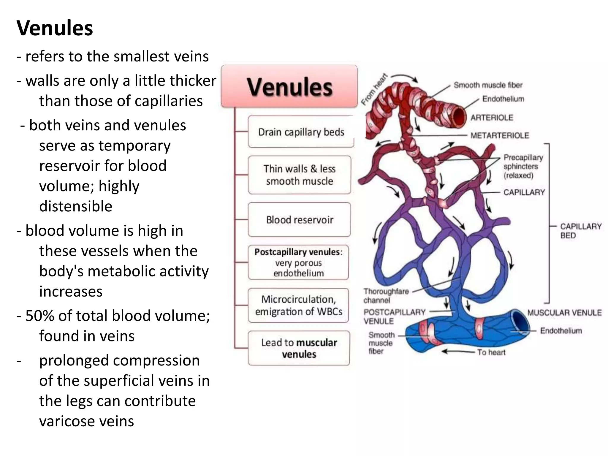 Venules
- refers to the smallest veins
- walls are only a little thicker
than those of capillaries
- both veins and venules
serve as temporary
reservoir for blood
volume; highly
distensible
- blood volume is high in
these vessels when the
body's metabolic activity
increases
- 50% of total blood volume;
found in veins
- prolonged compression
of the superficial veins in
the legs can contribute
varicose veins
 