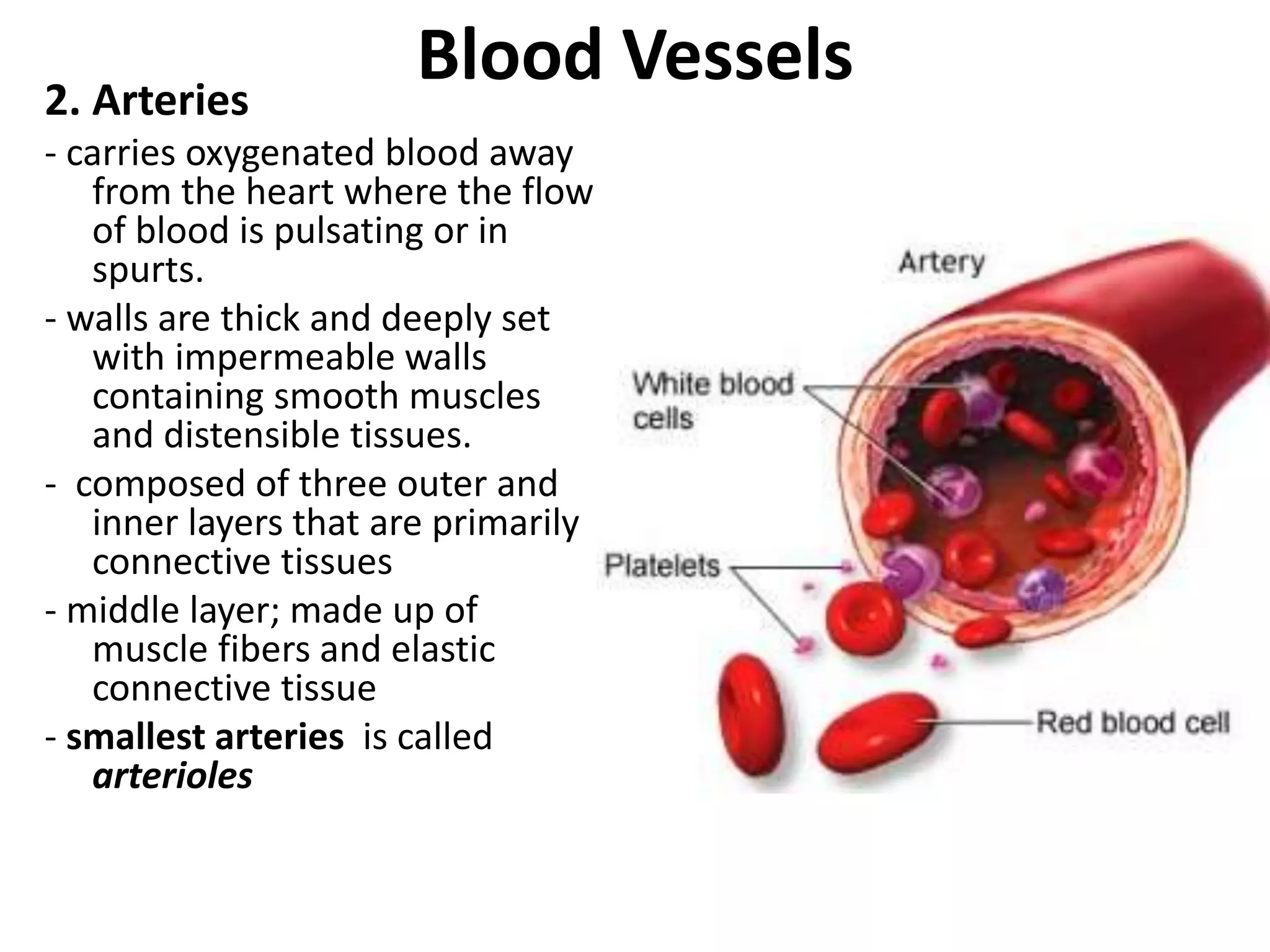 Blood Vessels2. Arteries
- carries oxygenated blood away
from the heart where the flow
of blood is pulsating or in
spurts.
- walls are thick and deeply set
with impermeable walls
containing smooth muscles
and distensible tissues.
- composed of three outer and
inner layers that are primarily
connective tissues
- middle layer; made up of
muscle fibers and elastic
connective tissue
- smallest arteries is called
arterioles
 