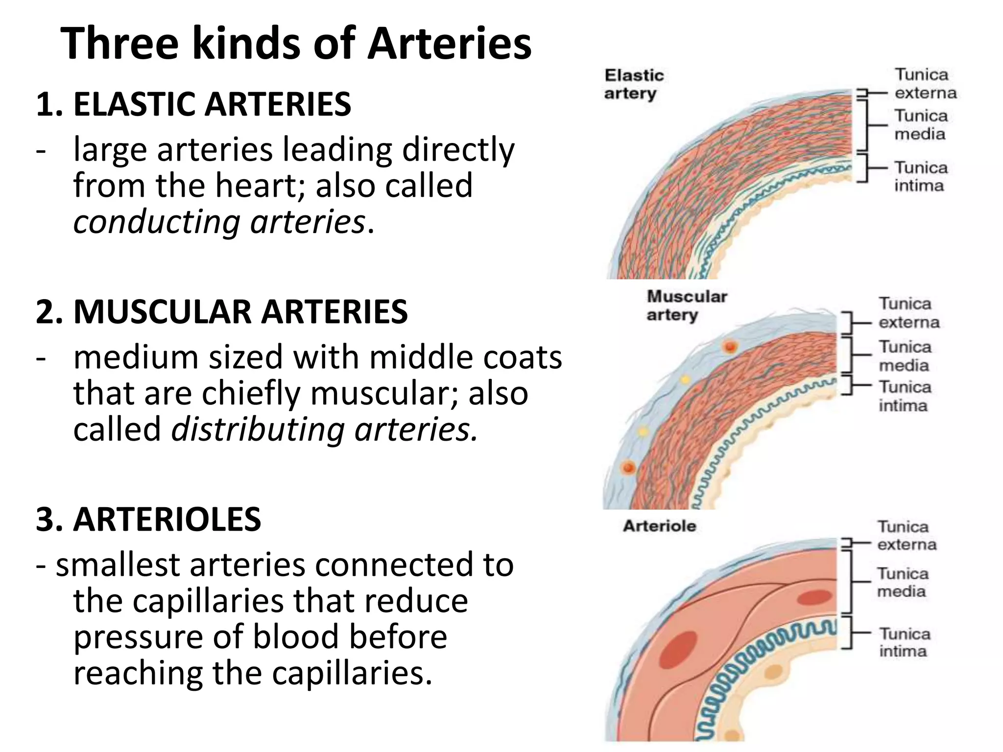 Three kinds of Arteries
1. ELASTIC ARTERIES
- large arteries leading directly
from the heart; also called
conducting arteries.
2. MUSCULAR ARTERIES
- medium sized with middle coats
that are chiefly muscular; also
called distributing arteries.
3. ARTERIOLES
- smallest arteries connected to
the capillaries that reduce
pressure of blood before
reaching the capillaries.
 