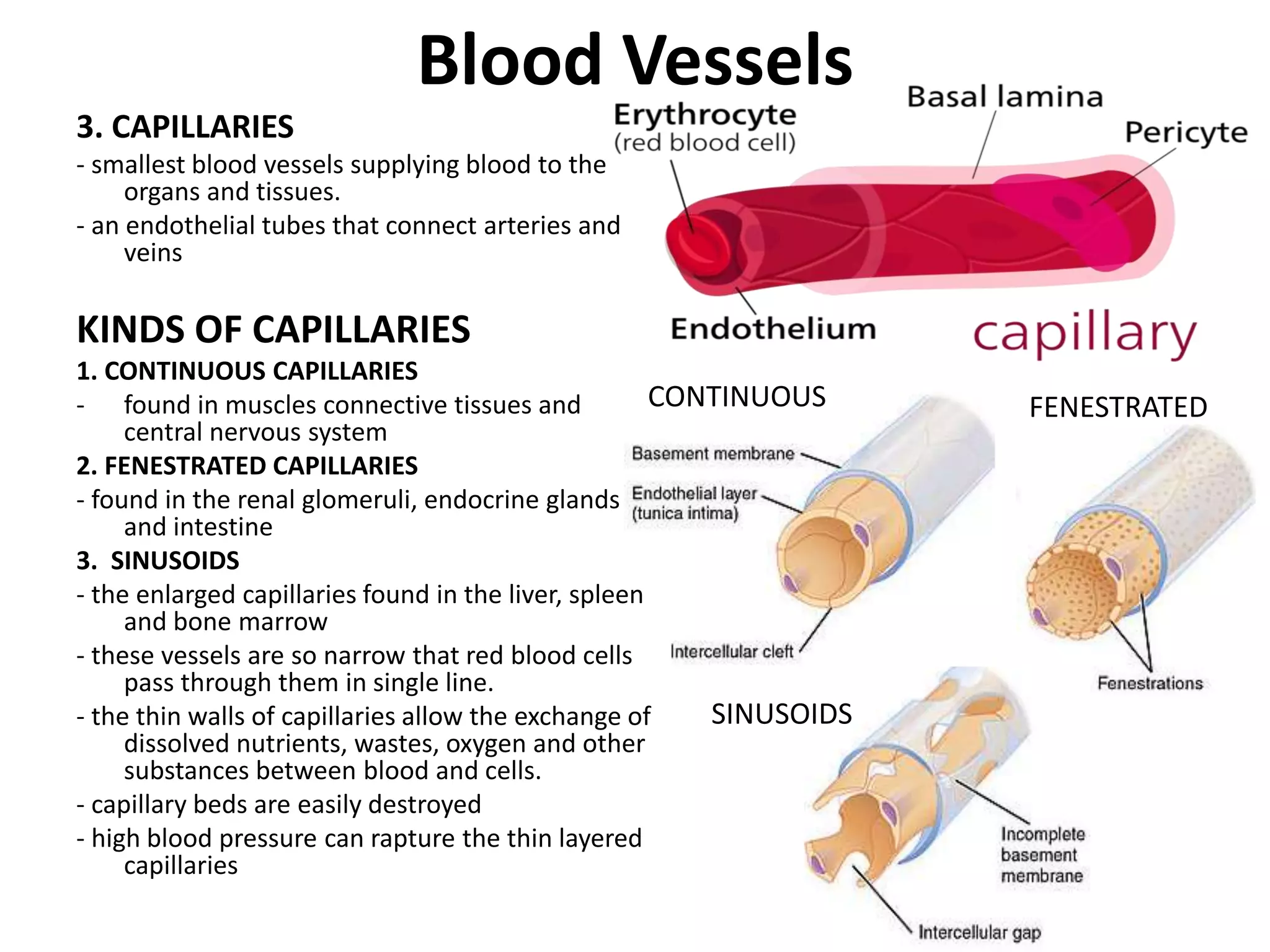 Blood Vessels
3. CAPILLARIES
- smallest blood vessels supplying blood to the
organs and tissues.
- an endothelial tubes that connect arteries and
veins
KINDS OF CAPILLARIES
1. CONTINUOUS CAPILLARIES
- found in muscles connective tissues and
central nervous system
2. FENESTRATED CAPILLARIES
- found in the renal glomeruli, endocrine glands
and intestine
3. SINUSOIDS
- the enlarged capillaries found in the liver, spleen
and bone marrow
- these vessels are so narrow that red blood cells
pass through them in single line.
- the thin walls of capillaries allow the exchange of
dissolved nutrients, wastes, oxygen and other
substances between blood and cells.
- capillary beds are easily destroyed
- high blood pressure can rapture the thin layered
capillaries
CONTINUOUS FENESTRATED
SINUSOIDS
 