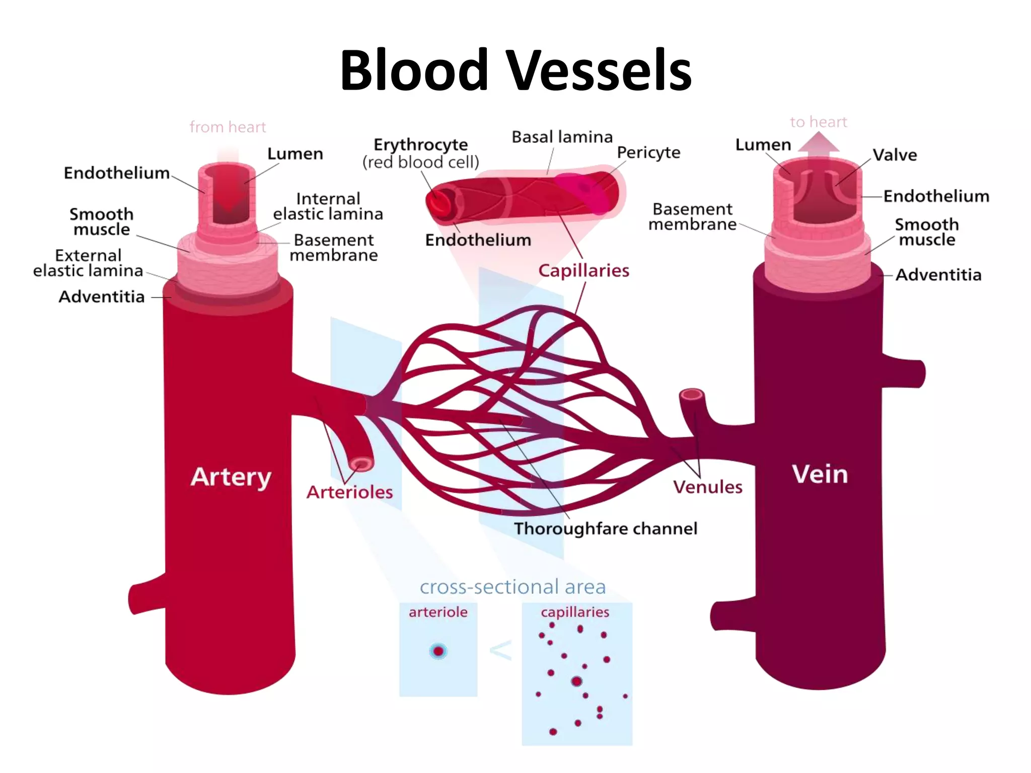 Blood Vessels
 