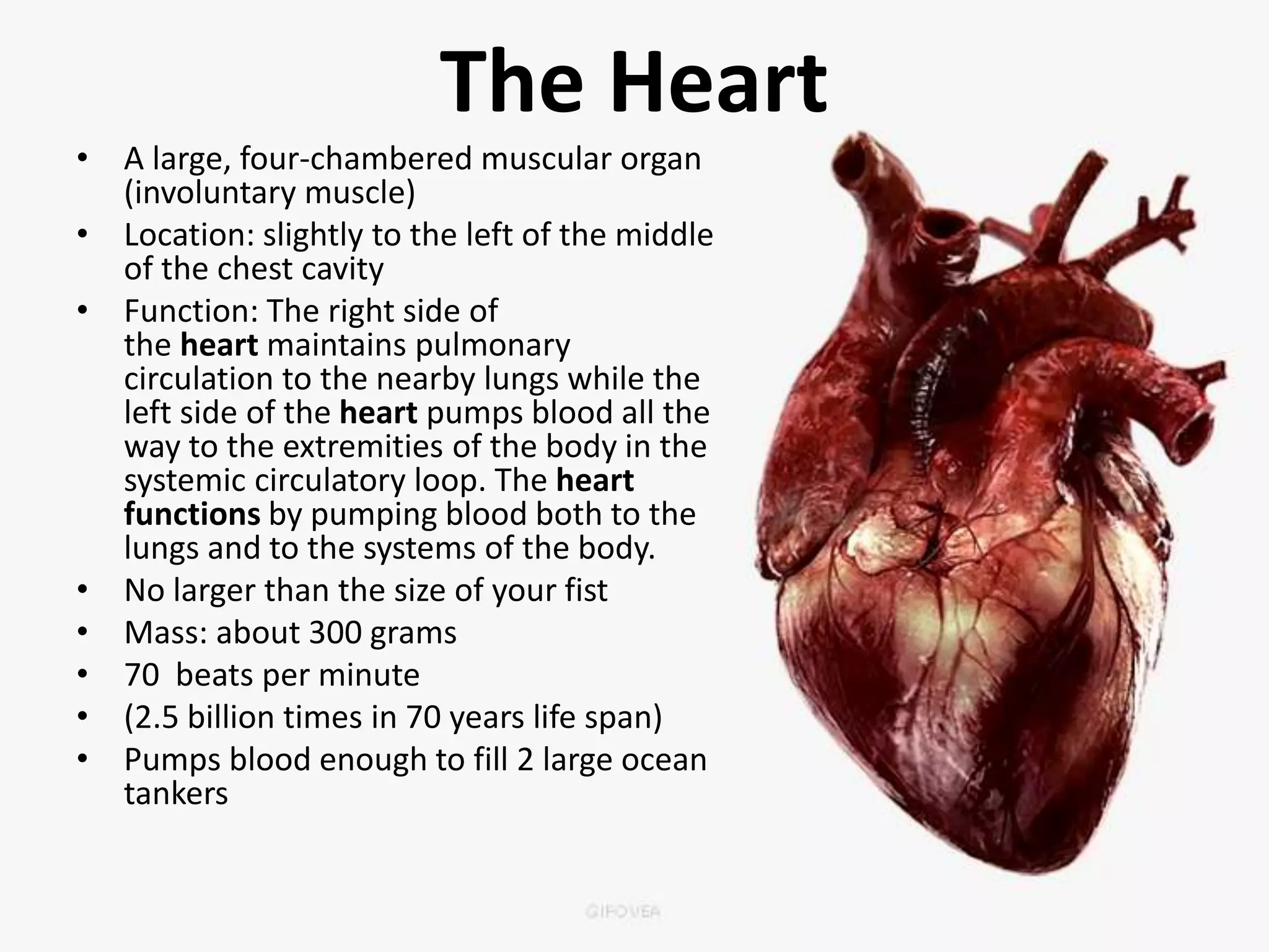 The Heart
• A large, four-chambered muscular organ
(involuntary muscle)
• Location: slightly to the left of the middle
of the chest cavity
• Function: The right side of
the heart maintains pulmonary
circulation to the nearby lungs while the
left side of the heart pumps blood all the
way to the extremities of the body in the
systemic circulatory loop. The heart
functions by pumping blood both to the
lungs and to the systems of the body.
• No larger than the size of your fist
• Mass: about 300 grams
• 70 beats per minute
• (2.5 billion times in 70 years life span)
• Pumps blood enough to fill 2 large ocean
tankers
 