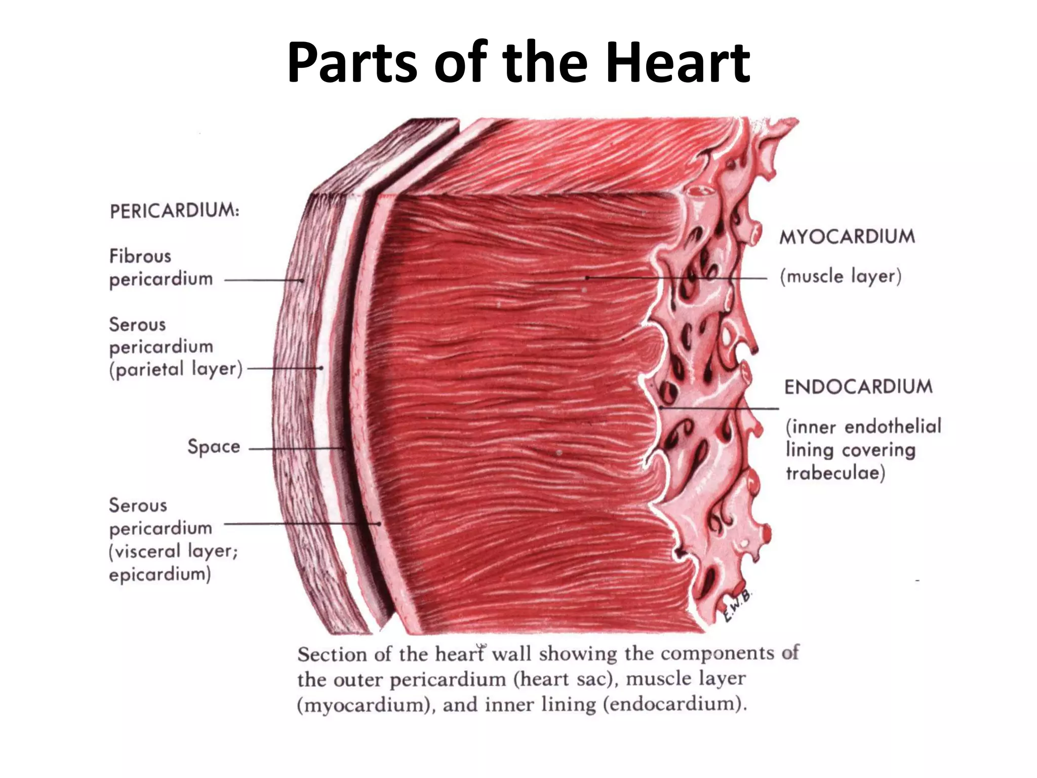 Parts of the Heart
 