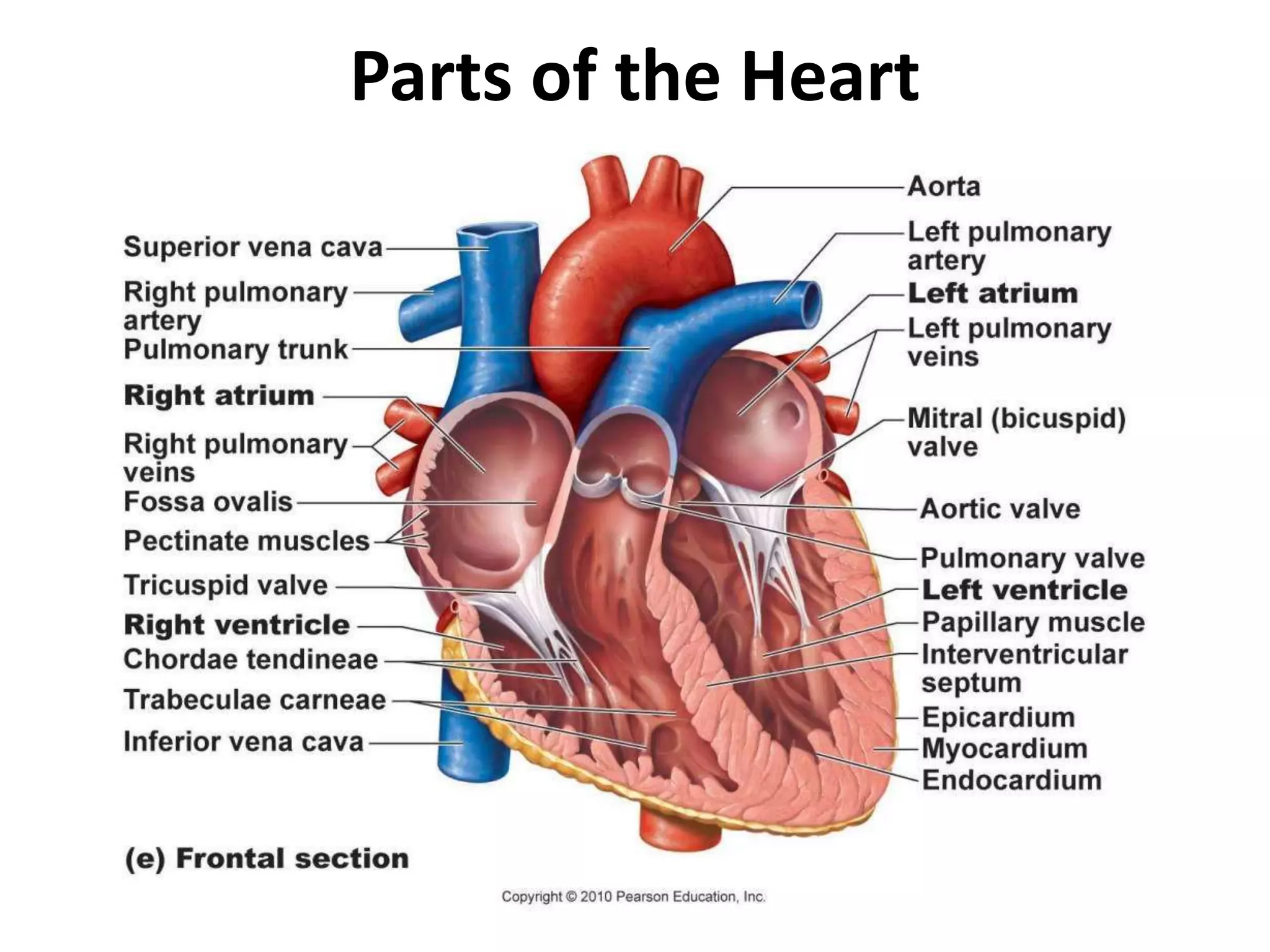 Parts of the Heart
 
