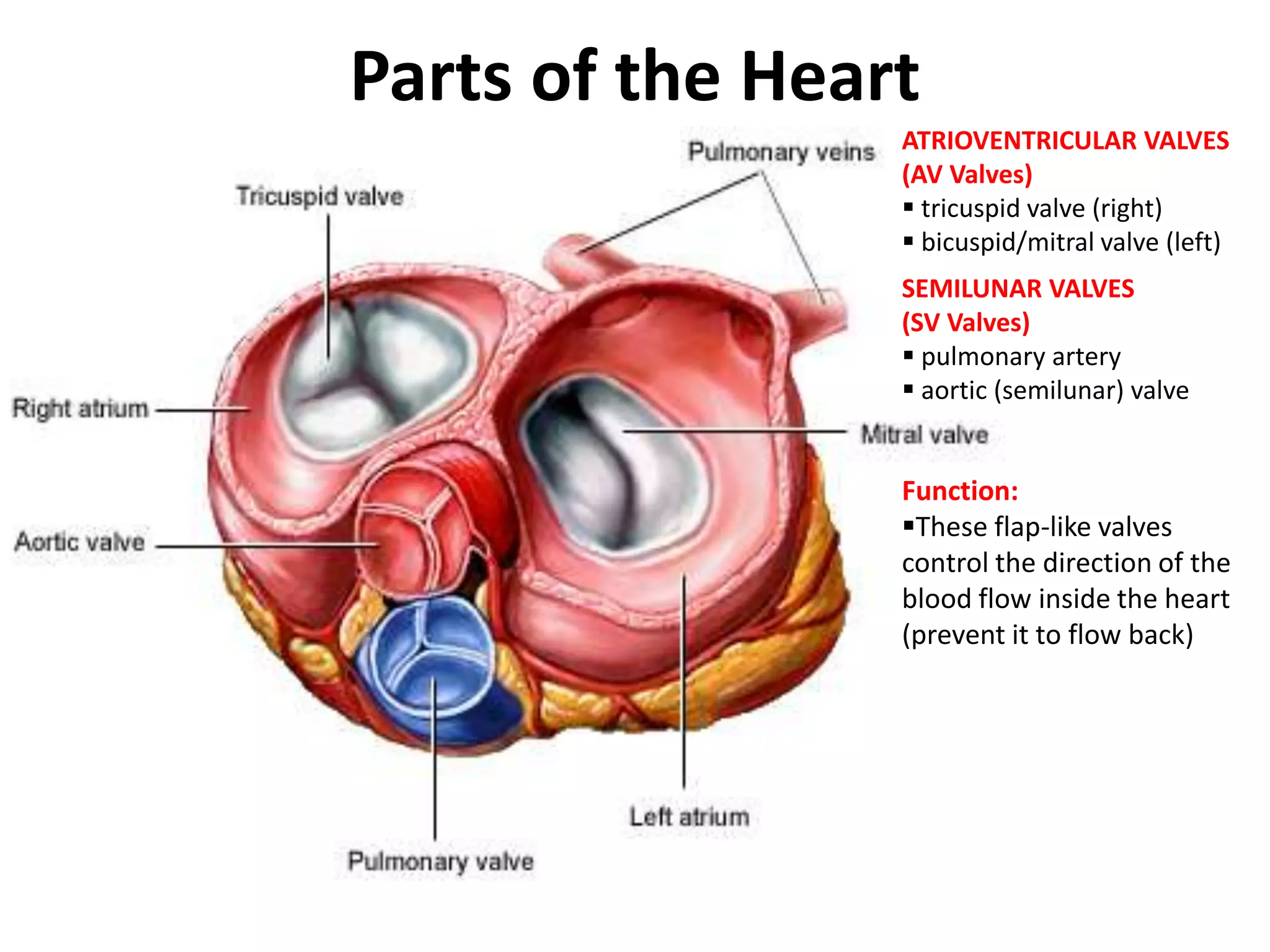 Parts of the Heart
ATRIOVENTRICULAR VALVES
(AV Valves)
 tricuspid valve (right)
 bicuspid/mitral valve (left)
SEMILUNAR VALVES
(SV Valves)
 pulmonary artery
 aortic (semilunar) valve
Function:
These flap-like valves
control the direction of the
blood flow inside the heart
(prevent it to flow back)
 