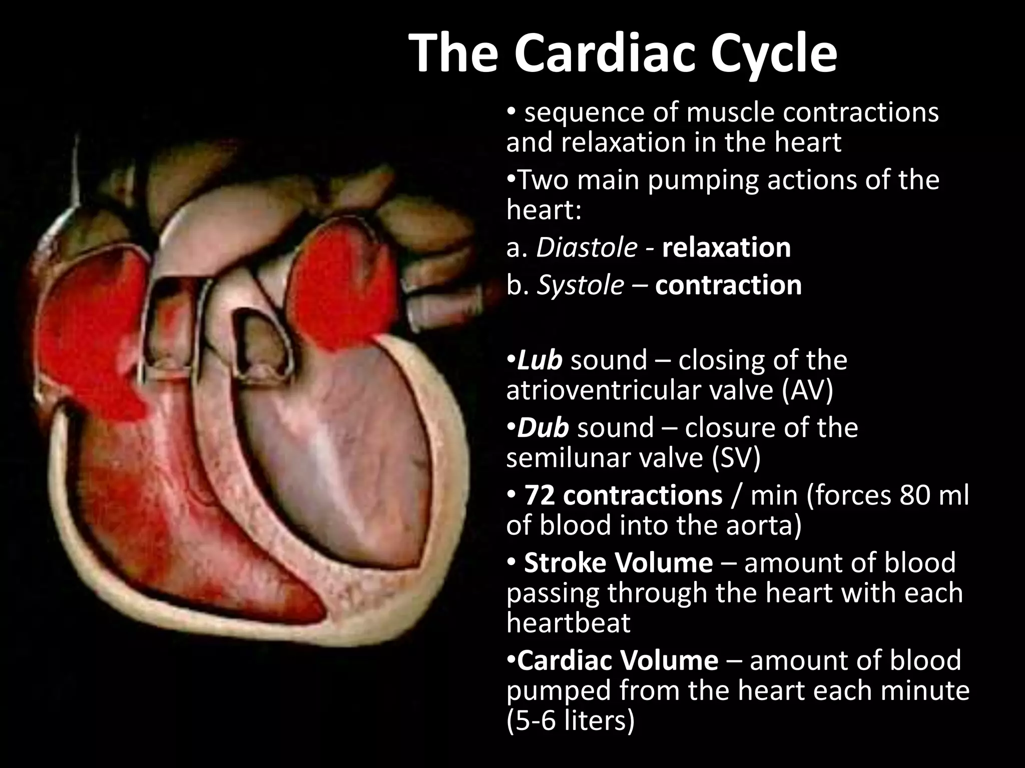 The Cardiac Cycle
• sequence of muscle contractions
and relaxation in the heart
•Two main pumping actions of the
heart:
a. Diastole - relaxation
b. Systole – contraction
•Lub sound – closing of the
atrioventricular valve (AV)
•Dub sound – closure of the
semilunar valve (SV)
• 72 contractions / min (forces 80 ml
of blood into the aorta)
• Stroke Volume – amount of blood
passing through the heart with each
heartbeat
•Cardiac Volume – amount of blood
pumped from the heart each minute
(5-6 liters)
 
