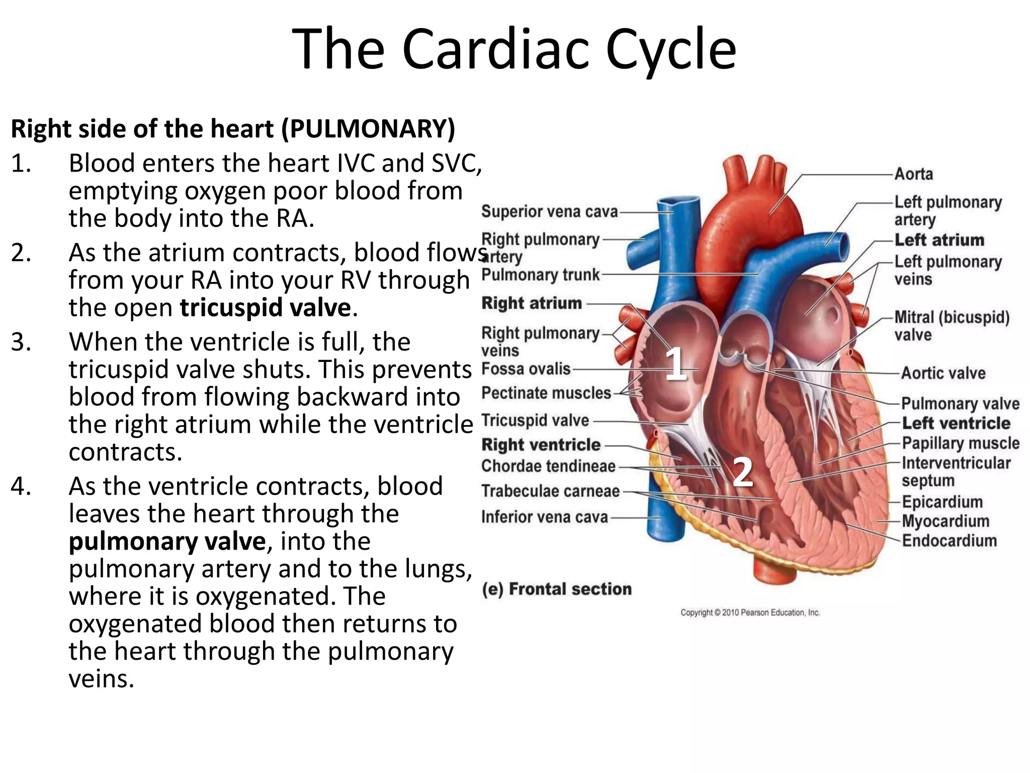 The Cardiac Cycle
Right side of the heart (PULMONARY)
1. Blood enters the heart IVC and SVC,
emptying oxygen poor blood from
the body into the RA.
2. As the atrium contracts, blood flows
from your RA into your RV through
the open tricuspid valve.
3. When the ventricle is full, the
tricuspid valve shuts. This prevents
blood from flowing backward into
the right atrium while the ventricle
contracts.
4. As the ventricle contracts, blood
leaves the heart through the
pulmonary valve, into the
pulmonary artery and to the lungs,
where it is oxygenated. The
oxygenated blood then returns to
the heart through the pulmonary
veins.
1
2
 