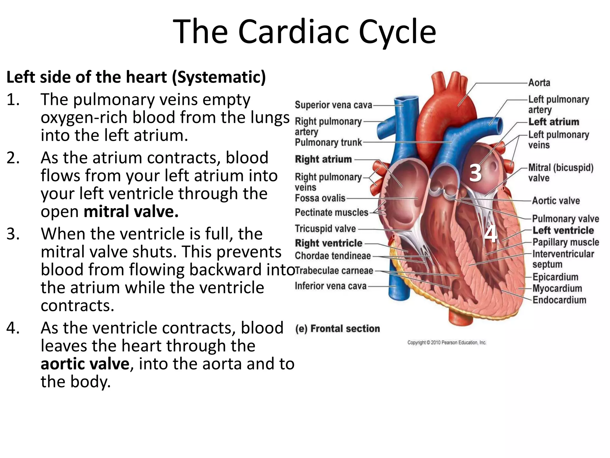 The Cardiac Cycle
Left side of the heart (Systematic)
1. The pulmonary veins empty
oxygen-rich blood from the lungs
into the left atrium.
2. As the atrium contracts, blood
flows from your left atrium into
your left ventricle through the
open mitral valve.
3. When the ventricle is full, the
mitral valve shuts. This prevents
blood from flowing backward into
the atrium while the ventricle
contracts.
4. As the ventricle contracts, blood
leaves the heart through the
aortic valve, into the aorta and to
the body.
3
4
 