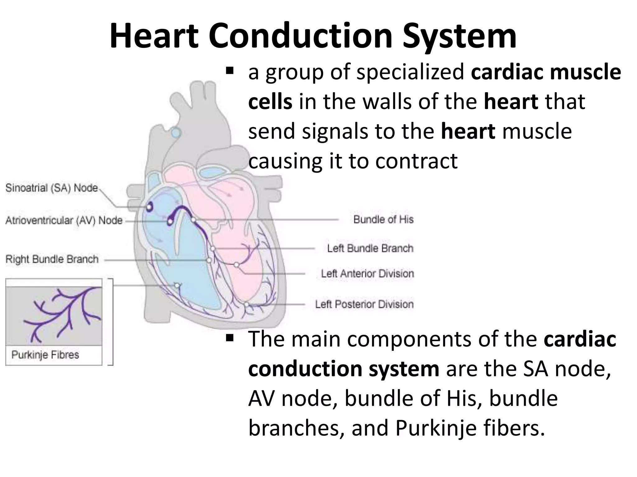 Heart Conduction System
 a group of specialized cardiac muscle
cells in the walls of the heart that
send signals to the heart muscle
causing it to contract
 The main components of the cardiac
conduction system are the SA node,
AV node, bundle of His, bundle
branches, and Purkinje fibers.
 
