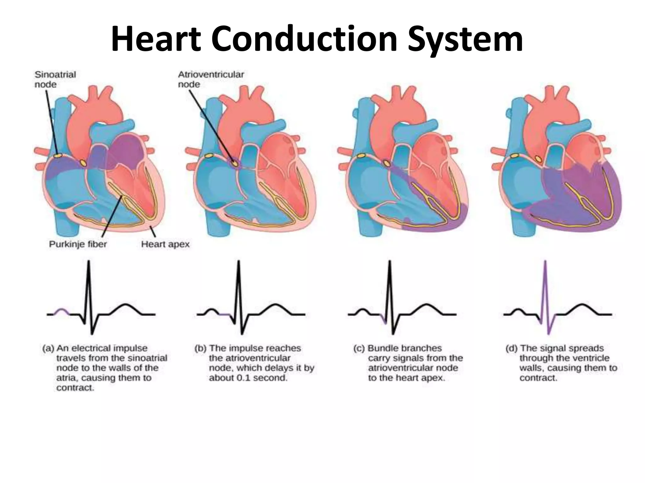 Heart Conduction System
 