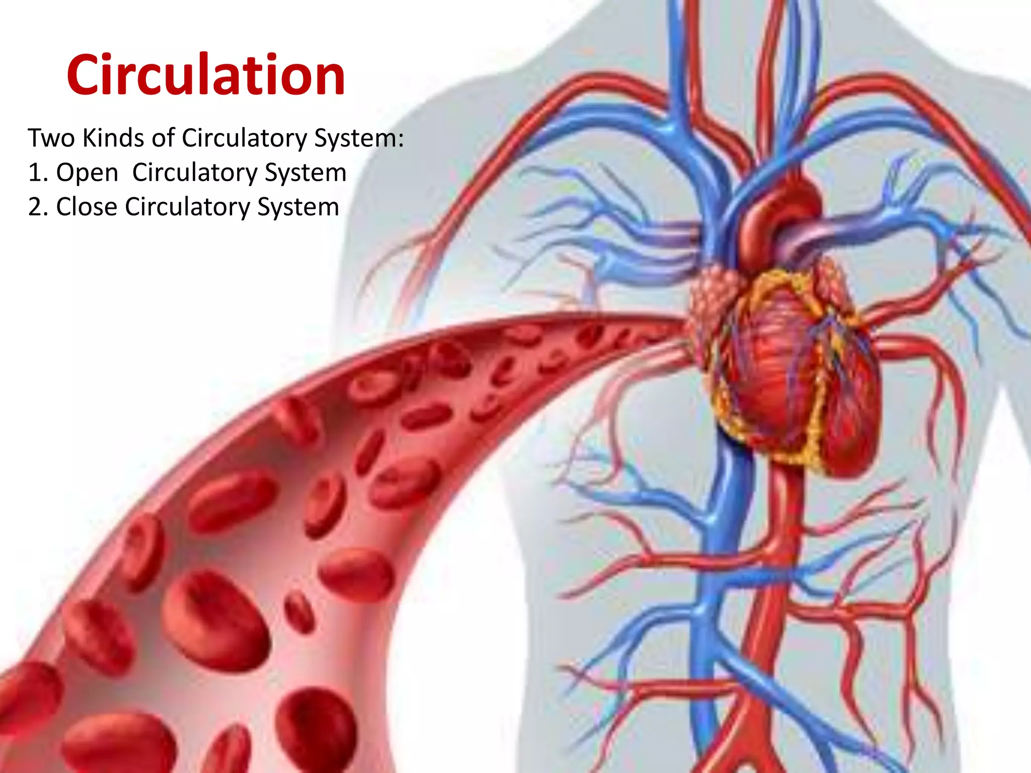 Circulation
Two Kinds of Circulatory System:
1. Open Circulatory System
2. Close Circulatory System
 