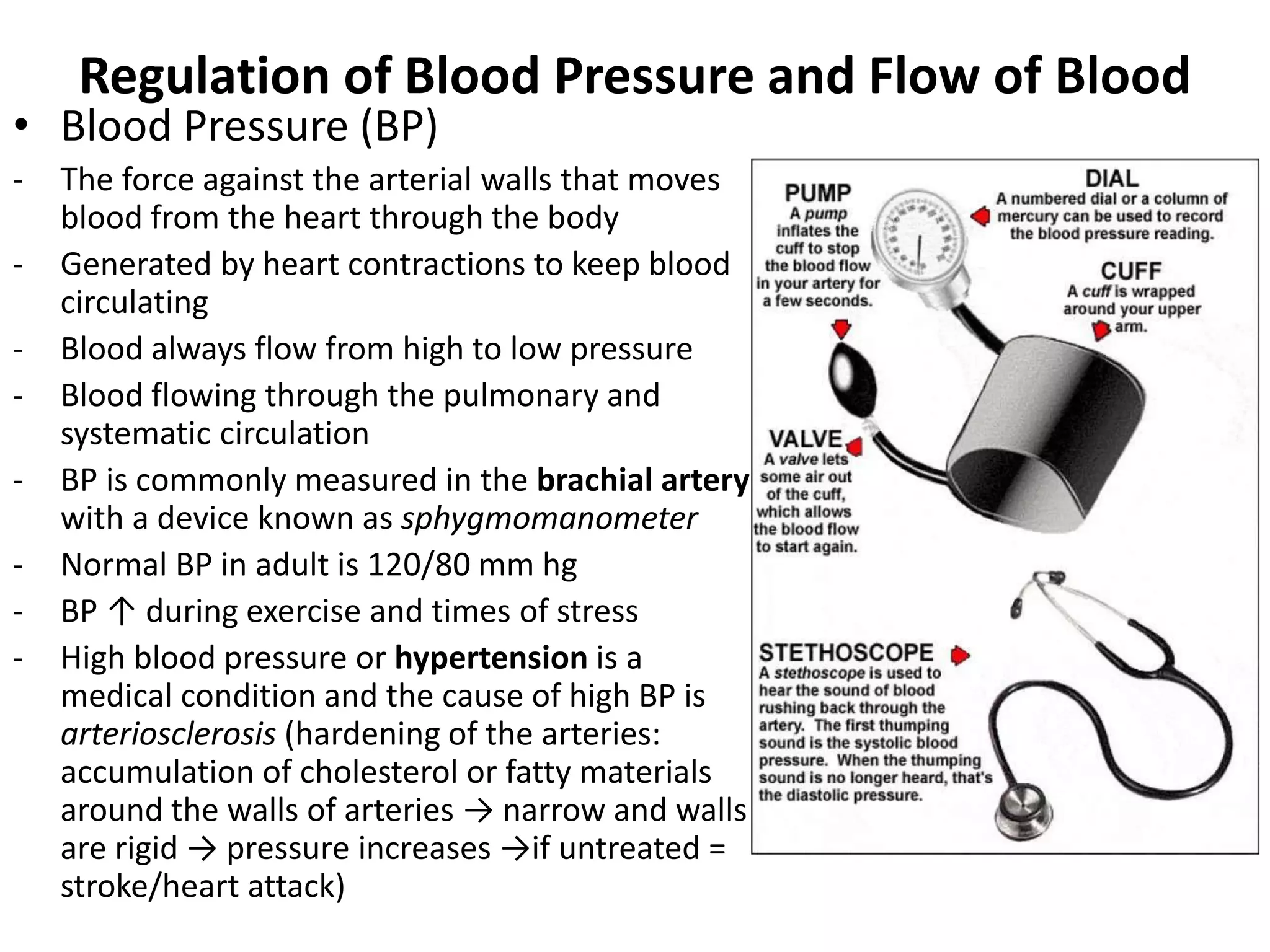 Regulation of Blood Pressure and Flow of Blood
• Blood Pressure (BP)
- The force against the arterial walls that moves
blood from the heart through the body
- Generated by heart contractions to keep blood
circulating
- Blood always flow from high to low pressure
- Blood flowing through the pulmonary and
systematic circulation
- BP is commonly measured in the brachial artery
with a device known as sphygmomanometer
- Normal BP in adult is 120/80 mm hg
- BP ↑ during exercise and times of stress
- High blood pressure or hypertension is a
medical condition and the cause of high BP is
arteriosclerosis (hardening of the arteries:
accumulation of cholesterol or fatty materials
around the walls of arteries → narrow and walls
are rigid → pressure increases →if untreated =
stroke/heart attack)
 