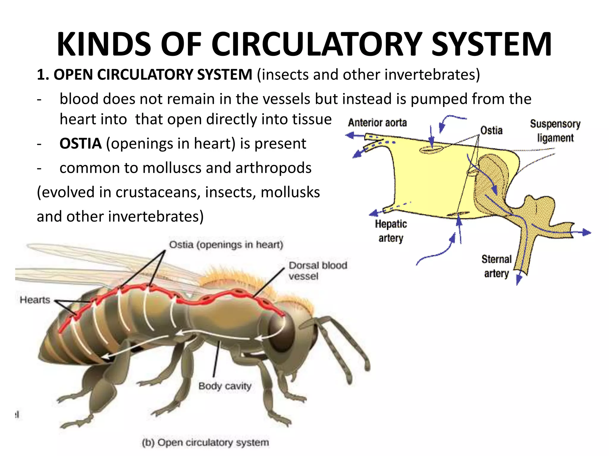 KINDS OF CIRCULATORY SYSTEM
1. OPEN CIRCULATORY SYSTEM (insects and other invertebrates)
- blood does not remain in the vessels but instead is pumped from the
heart into that open directly into tissue
- OSTIA (openings in heart) is present
- common to molluscs and arthropods
(evolved in crustaceans, insects, mollusks
and other invertebrates)
 