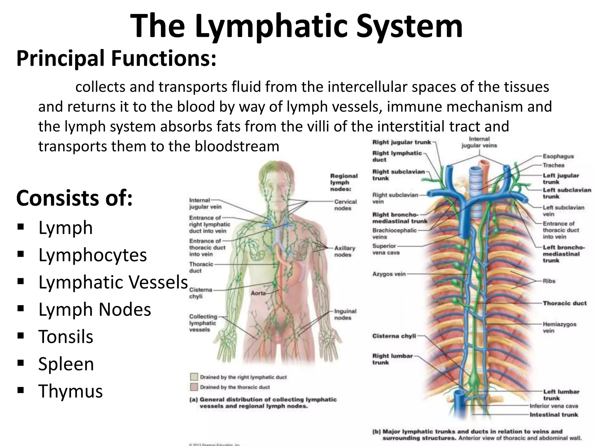 The Lymphatic System
Principal Functions:
collects and transports fluid from the intercellular spaces of the tissues
and returns it to the blood by way of lymph vessels, immune mechanism and
the lymph system absorbs fats from the villi of the interstitial tract and
transports them to the bloodstream
Consists of:
 Lymph
 Lymphocytes
 Lymphatic Vessels
 Lymph Nodes
 Tonsils
 Spleen
 Thymus
 