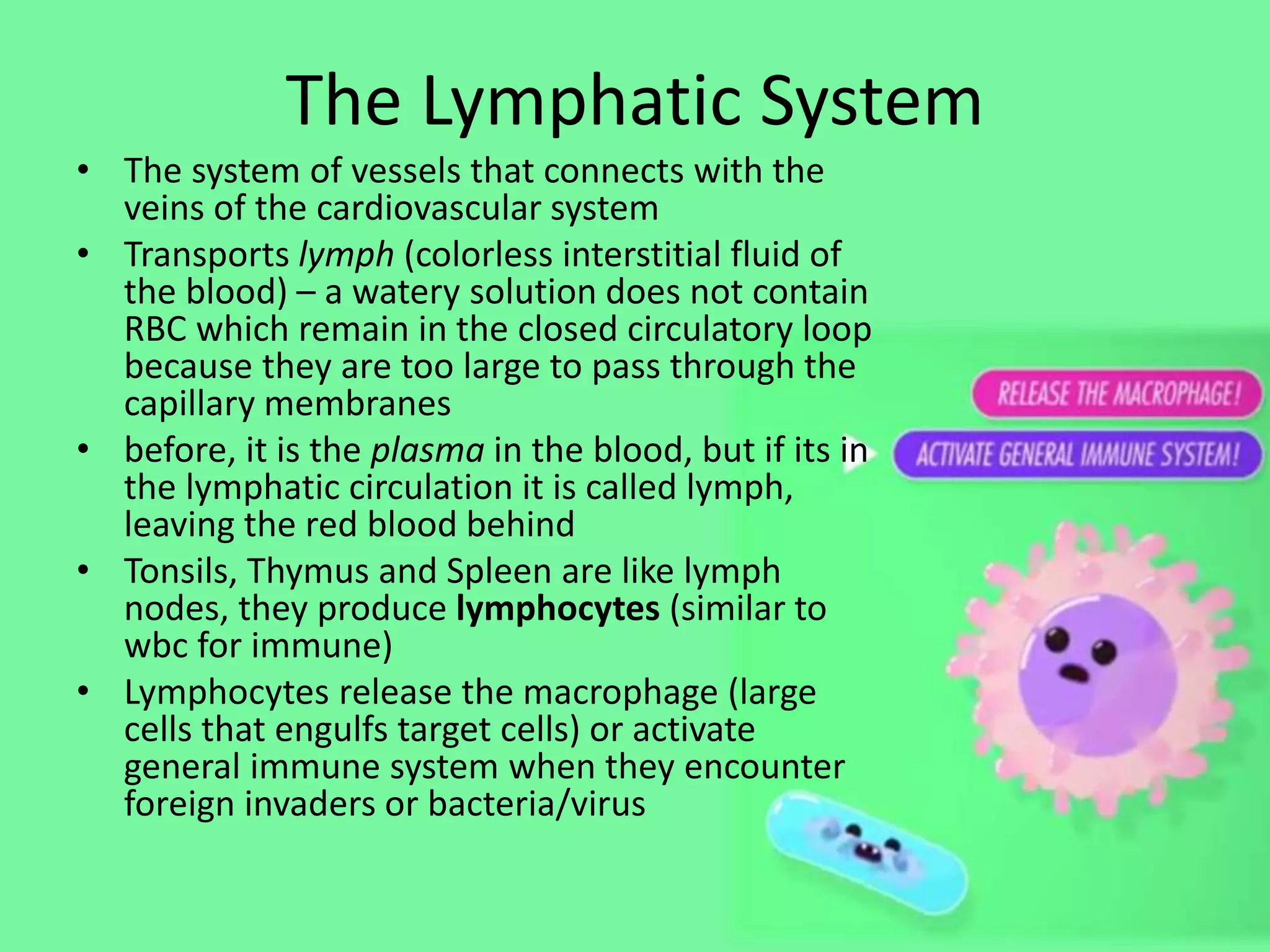 The Lymphatic System
• The system of vessels that connects with the
veins of the cardiovascular system
• Transports lymph (colorless interstitial fluid of
the blood) – a watery solution does not contain
RBC which remain in the closed circulatory loop
because they are too large to pass through the
capillary membranes
• before, it is the plasma in the blood, but if its in
the lymphatic circulation it is called lymph,
leaving the red blood behind
• Tonsils, Thymus and Spleen are like lymph
nodes, they produce lymphocytes (similar to
wbc for immune)
• Lymphocytes release the macrophage (large
cells that engulfs target cells) or activate
general immune system when they encounter
foreign invaders or bacteria/virus
 