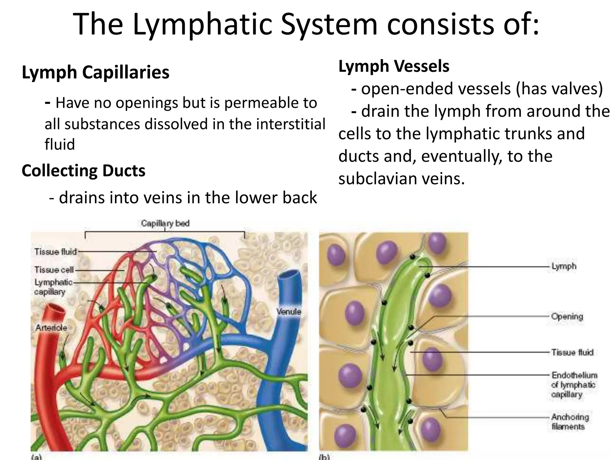 The Lymphatic System consists of:
Lymph Capillaries
- Have no openings but is permeable to
all substances dissolved in the interstitial
fluid
Collecting Ducts
- drains into veins in the lower back
Lymph Vessels
- open-ended vessels (has valves)
- drain the lymph from around the
cells to the lymphatic trunks and
ducts and, eventually, to the
subclavian veins.
 