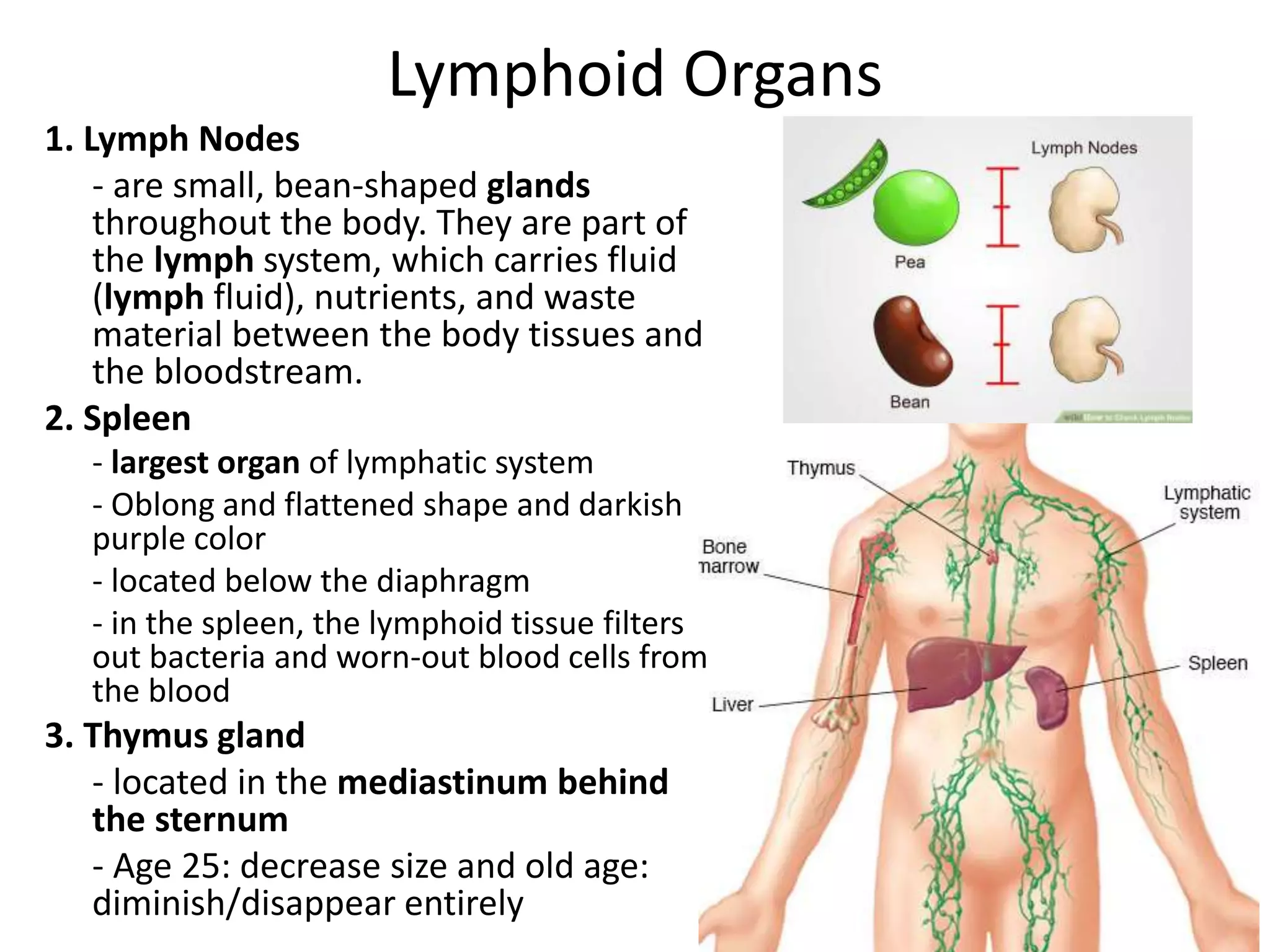 Lymphoid Organs
1. Lymph Nodes
- are small, bean-shaped glands
throughout the body. They are part of
the lymph system, which carries fluid
(lymph fluid), nutrients, and waste
material between the body tissues and
the bloodstream.
2. Spleen
- largest organ of lymphatic system
- Oblong and flattened shape and darkish
purple color
- located below the diaphragm
- in the spleen, the lymphoid tissue filters
out bacteria and worn-out blood cells from
the blood
3. Thymus gland
- located in the mediastinum behind
the sternum
- Age 25: decrease size and old age:
diminish/disappear entirely
 