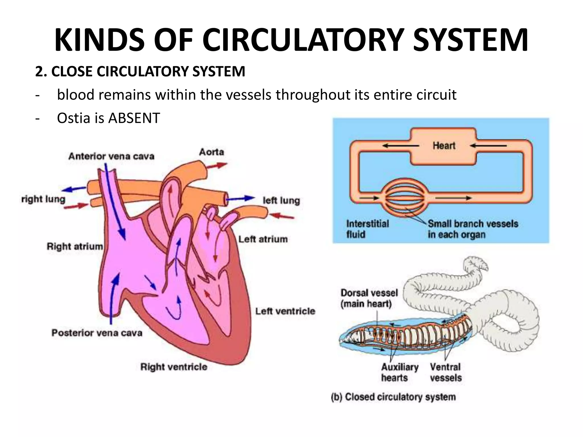 KINDS OF CIRCULATORY SYSTEM
2. CLOSE CIRCULATORY SYSTEM
- blood remains within the vessels throughout its entire circuit
- Ostia is ABSENT
 