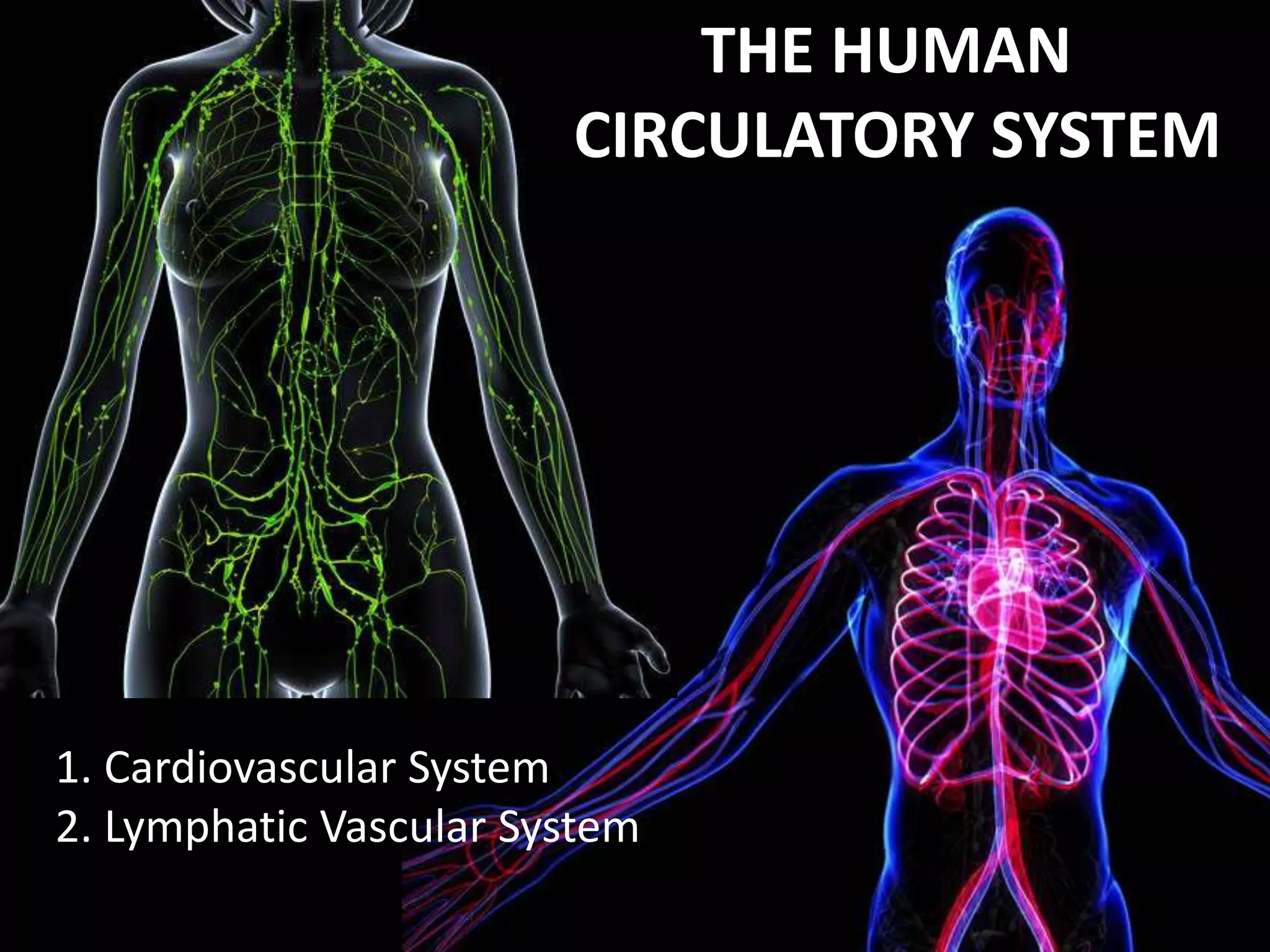 THE HUMAN
CIRCULATORY SYSTEM
1. Cardiovascular System
2. Lymphatic Vascular System
 