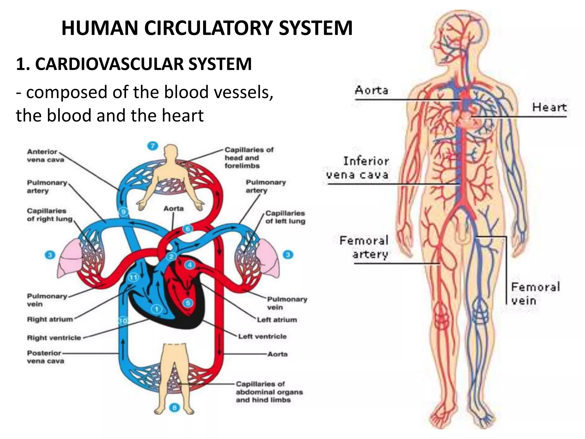HUMAN CIRCULATORY SYSTEM
1. CARDIOVASCULAR SYSTEM
- composed of the blood vessels,
the blood and the heart
 