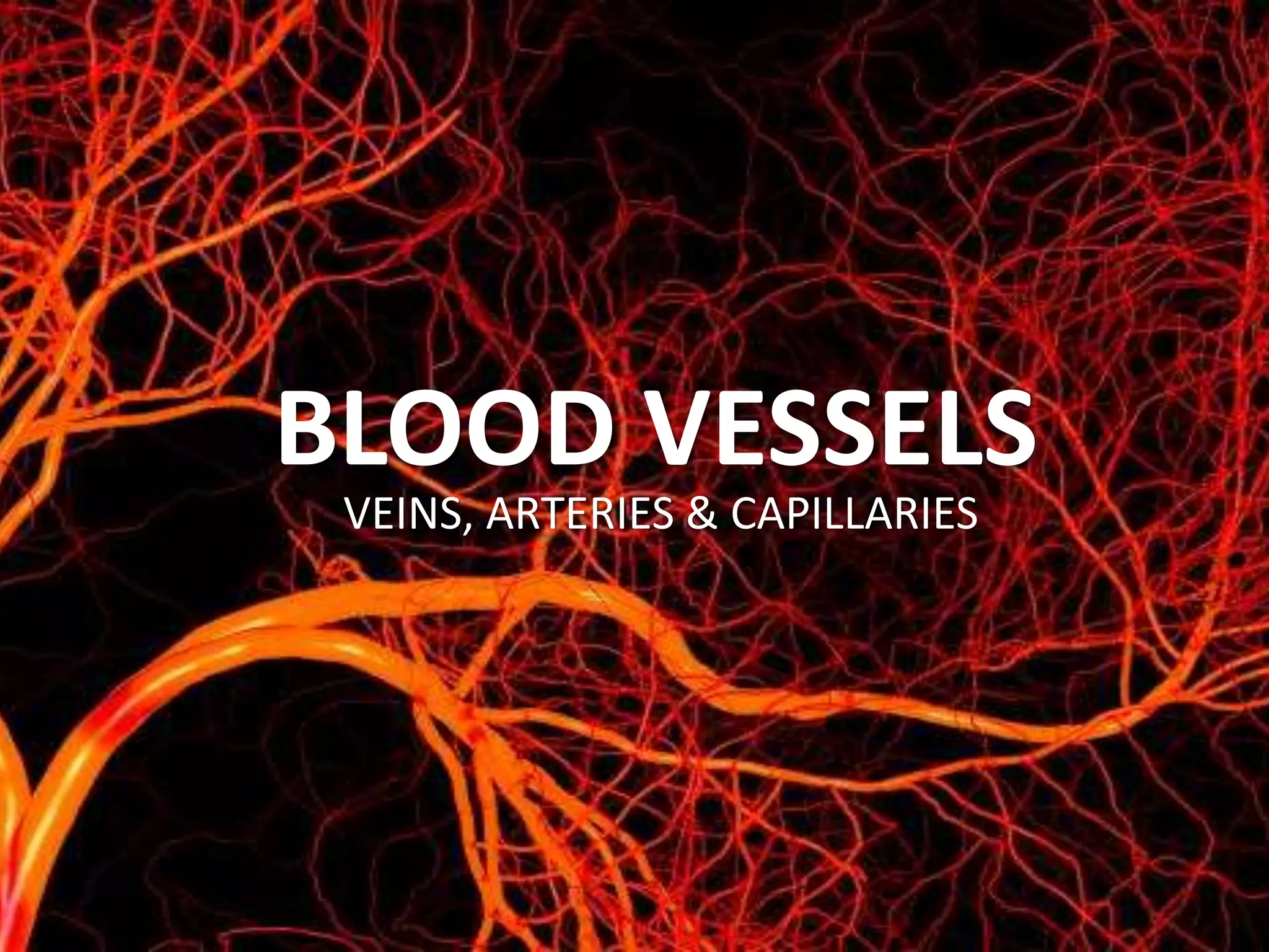 BLOOD VESSELS
VEINS, ARTERIES & CAPILLARIES
 