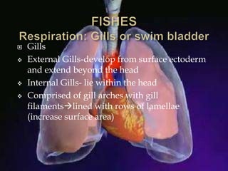  Gills
 External Gills-develop from surface ectoderm
and extend beyond the head
 Internal Gills- lie within the head
 Comprised of gill arches with gill
filamentslined with rows of lamellae
(increase surface area)
 