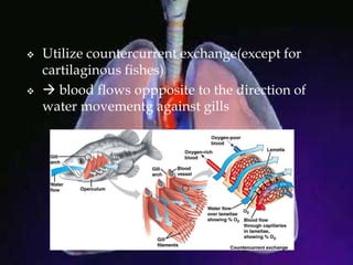  Utilize countercurrent exchange(except for
cartilaginous fishes)
  blood flows oppposite to the direction of
water movementg against gills
 
