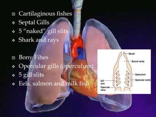  Cartilaginous fishes
 Septal Gills
 5 “naked” gill slits
 Shark and rays
 Bony Fihes
 Opercular gills (operculum)
 5 gill slits
 Eels, salmon and milk fish
 