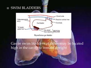  SWIM BLADDERS
Gas or swim bladders of fishes may be located
high in the cavity to remain upright
 