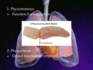 1. Physostomous
 Function for respiration
2. Physoclitous
 Do not function for respiration
 