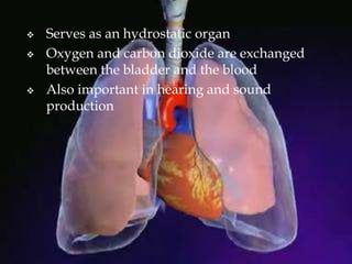  Serves as an hydrostatic organ
 Oxygen and carbon dioxide are exchanged
between the bladder and the blood
 Also important in hearing and sound
production
 