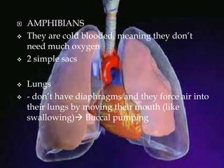  AMPHIBIANS
 They are cold blooded, meaning they don’t
need much oxygen
 2 simple sacs
 Lungs
 - don’t have diaphragms and they force air into
their lungs by moving their mouth (like
swallowing) Buccal pumping
 
