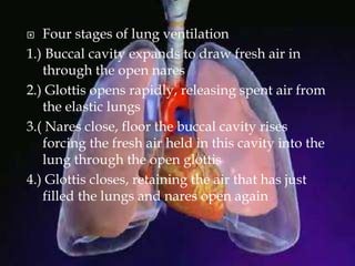  Four stages of lung ventilation
1.) Buccal cavity expands to draw fresh air in
through the open nares
2.) Glottis opens rapidly, releasing spent air from
the elastic lungs
3.( Nares close, floor the buccal cavity rises
forcing the fresh air held in this cavity into the
lung through the open glottis
4.) Glottis closes, retaining the air that has just
filled the lungs and nares open again
 