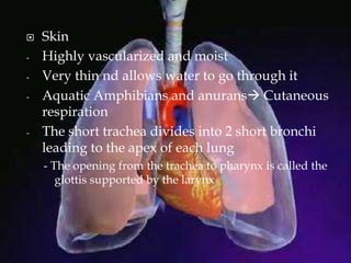  Skin
- Highly vascularized and moist
- Very thin nd allows water to go through it
- Aquatic Amphibians and anurans Cutaneous
respiration
- The short trachea divides into 2 short bronchi
leading to the apex of each lung
- The opening from the trachea to pharynx is called the
glottis supported by the larynx
 