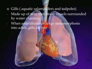  Gills ( aquatic salamanders and tadpoles)
- Made up of very thin blood vessels surrounded
by water channe;s
- When amphibians undergo metamorphosis
into adult, gills are lost
 