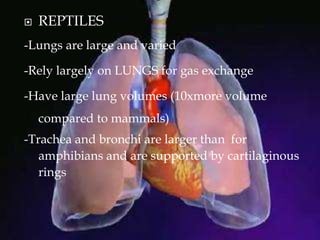  REPTILES
-Lungs are large and varied
-Rely largely on LUNGS for gas exchange
-Have large lung volumes (10xmore volume
compared to mammals)
-Trachea and bronchi are larger than for
amphibians and are supported by cartilaginous
rings
 