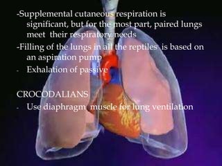 -Supplemental cutaneous respiration is
significant, but for the most part, paired lungs
meet their respiratory needs
-Filling of the lungs in all the reptiles is based on
an aspiration pump
- Exhalation of passive
CROCODALIANS
- Use diaphragm muscle for lung ventilation
 