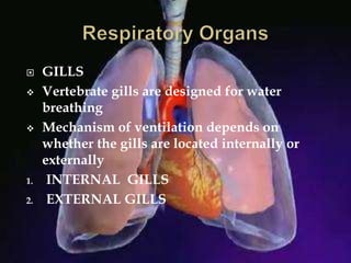  GILLS
 Vertebrate gills are designed for water
breathing
 Mechanism of ventilation depends on
whether the gills are located internally or
externally
1. INTERNAL GILLS
2. EXTERNAL GILLS
 