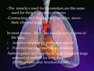-The muscle s used for locomotion are the same
used for their respiratory systems
-Contracting and flexing body muscles move
their ribs and lungs
In most snakes , there are usually two regions of
the lung:
1. Anterior respiratory portion or faveoli
2. Posterior saccular portion or avascular
-Submergence in water- have large lungs for large
amount of oxygen for long dives
(Hydrophinae and Arochordidae)
 